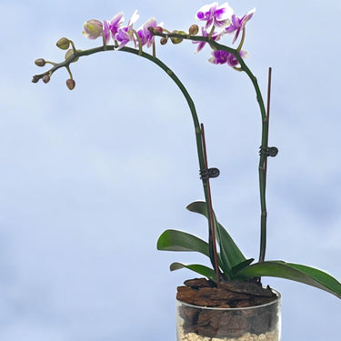 Variegated Mini Orchid in Glass Vase